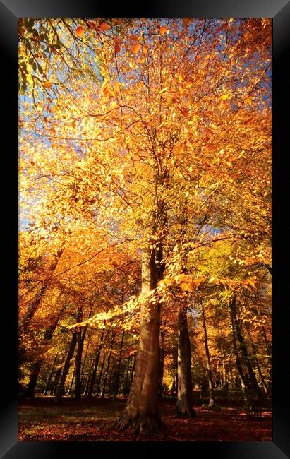 Beech wood Autumn Framed Print by Simon Johnson