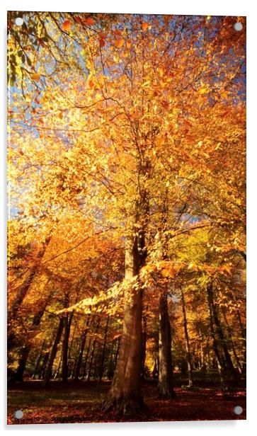 Beech wood Autumn Acrylic by Simon Johnson