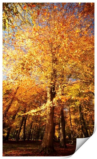 Beech wood Autumn Print by Simon Johnson