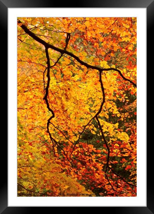 Autumn beech leaves Framed Mounted Print by Simon Johnson