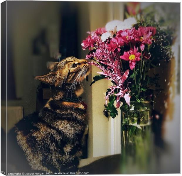 Cat with flower bouquet  Canvas Print by Jacqui Morgan