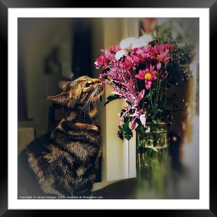 Cat with flower bouquet  Framed Mounted Print by Jacqui Morgan