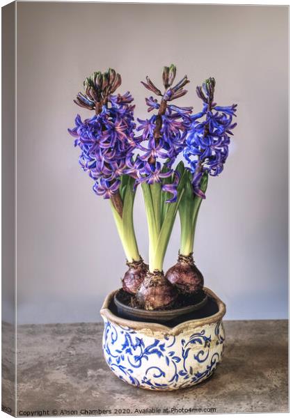 Bowl of Hyacinths  Canvas Print by Alison Chambers