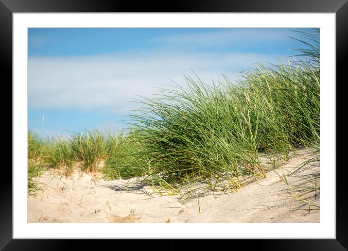 European beach grass in sand dune on Sylt island Framed Mounted Print by Daniela Simona Temneanu