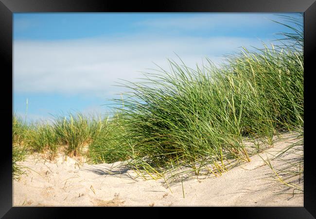 European beach grass in sand dune on Sylt island Framed Print by Daniela Simona Temneanu
