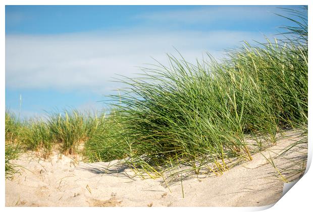 European beach grass in sand dune on Sylt island Print by Daniela Simona Temneanu