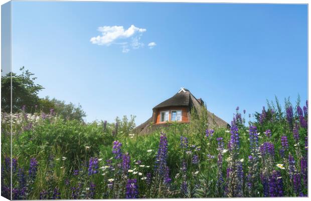Frisian house with thatched roof  and colorful wildflower field Canvas Print by Daniela Simona Temneanu