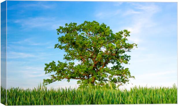 Single oak tree between agricultural fields under a blue sky Canvas Print by Daniela Simona Temneanu