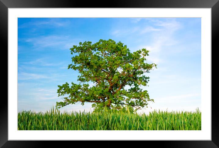 Single oak tree between agricultural fields under a blue sky Framed Mounted Print by Daniela Simona Temneanu