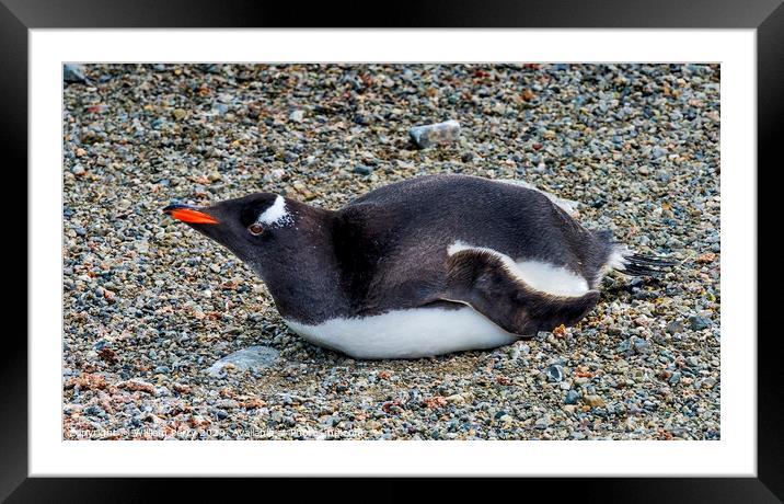 Gentoo Penguin Damoy Point Antarctica Framed Mounted Print by William Perry