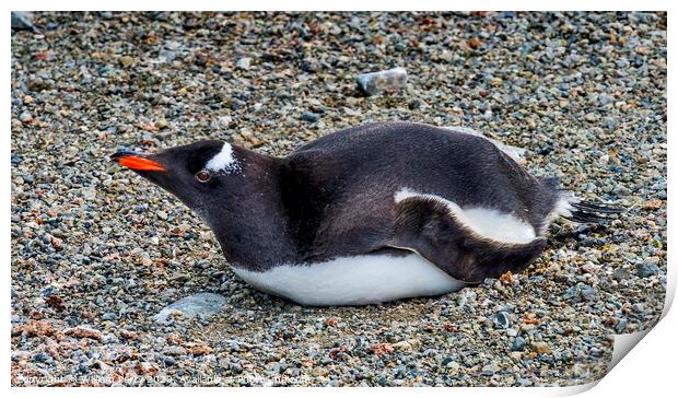 Gentoo Penguin Damoy Point Antarctica Print by William Perry