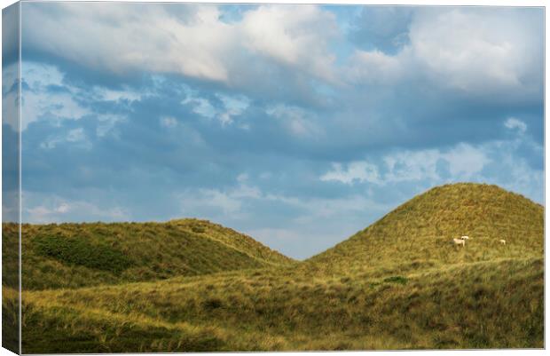 Grassy dunes landscape on Sylt island. Nature reserve at North Sea Canvas Print by Daniela Simona Temneanu