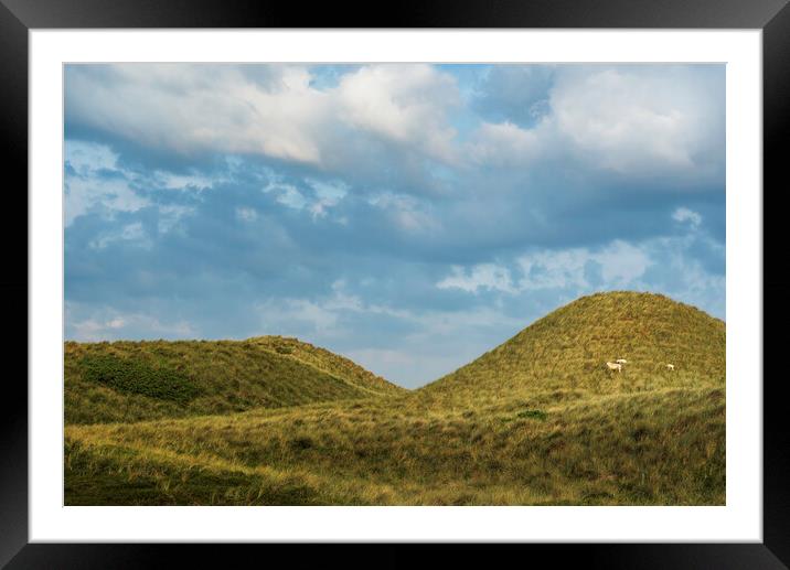 Grassy dunes landscape on Sylt island. Nature reserve at North Sea Framed Mounted Print by Daniela Simona Temneanu