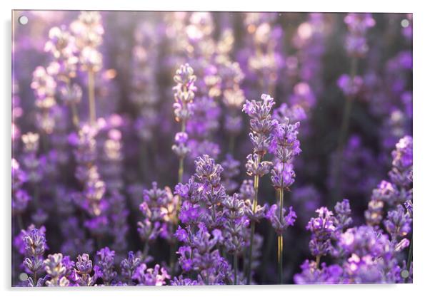 Lavender flowers in bloom in sunlight. Purple lavender field Acrylic by Daniela Simona Temneanu