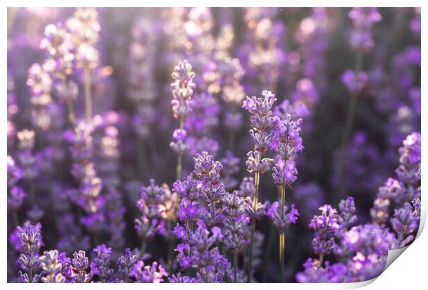 Lavender flowers in bloom in sunlight. Purple lavender field Print by Daniela Simona Temneanu