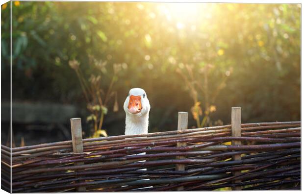 One goose behind farm fence on a sunny day Canvas Print by Daniela Simona Temneanu