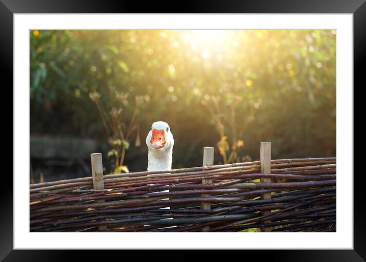 One goose behind farm fence on a sunny day Framed Mounted Print by Daniela Simona Temneanu