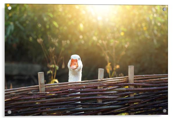 One goose behind farm fence on a sunny day Acrylic by Daniela Simona Temneanu
