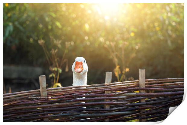 One goose behind farm fence on a sunny day Print by Daniela Simona Temneanu