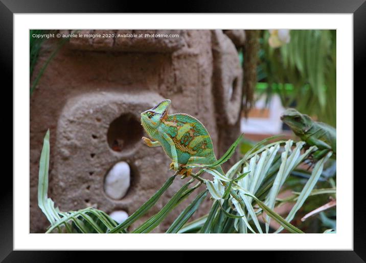 Veiled chameleon on a plant Framed Mounted Print by aurélie le moigne