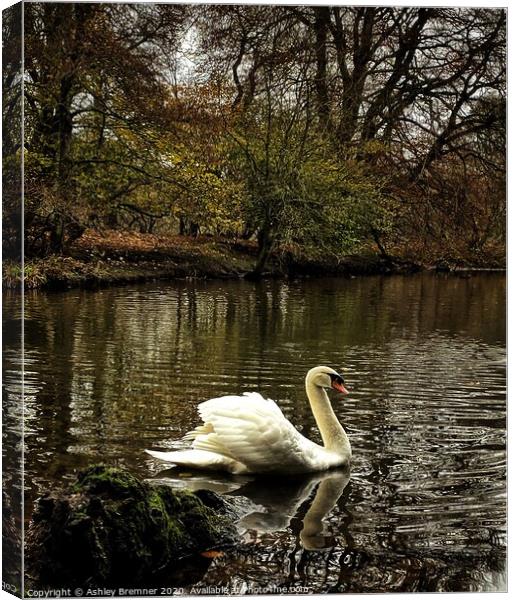 Swans of Haddow House Canvas Print by Ashley Bremner