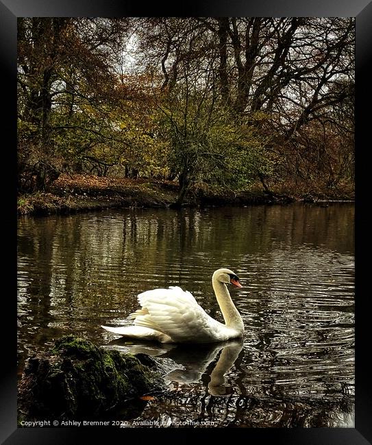 Swans of Haddow House Framed Print by Ashley Bremner