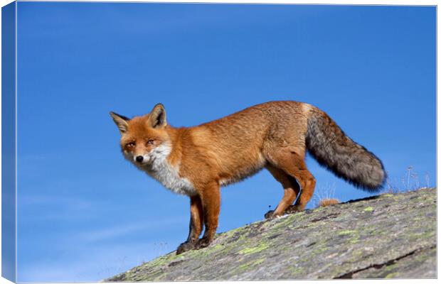 Red Fox in the Alps Canvas Print by Arterra 