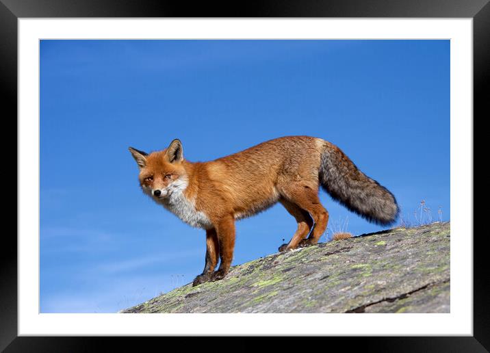 Red Fox in the Alps Framed Mounted Print by Arterra 