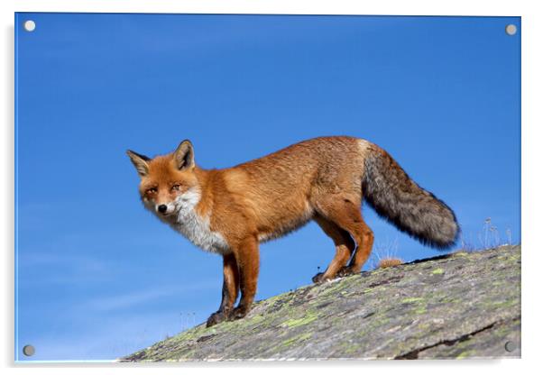 Red Fox in the Alps Acrylic by Arterra 