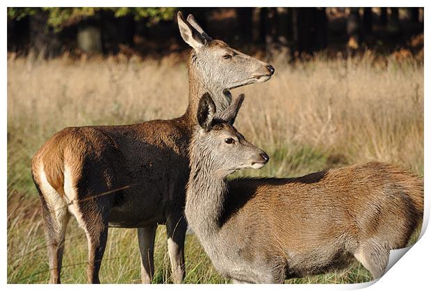 Deer in Richmond Park Print by Lise Baker