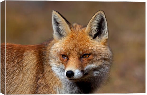 Red Fox Close Up Canvas Print by Arterra 