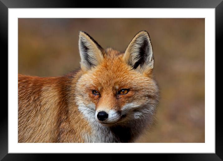 Red Fox Close Up Framed Mounted Print by Arterra 
