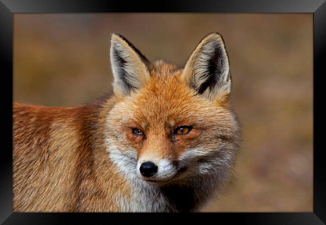 Red Fox Close Up Framed Print by Arterra 