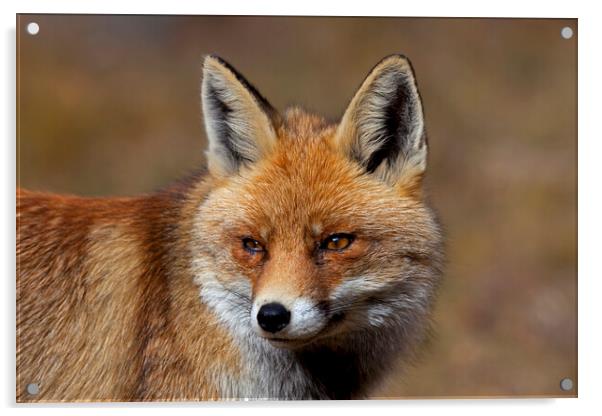 Red Fox Close Up Acrylic by Arterra 