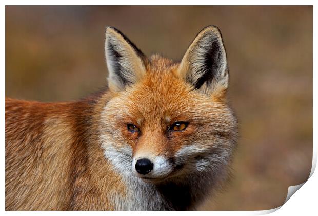 Red Fox Close Up Print by Arterra 