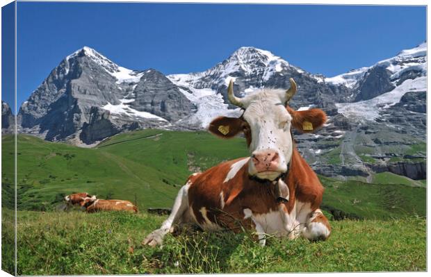 The Eiger and Alpine Cow, Switzerland Canvas Print by Arterra 