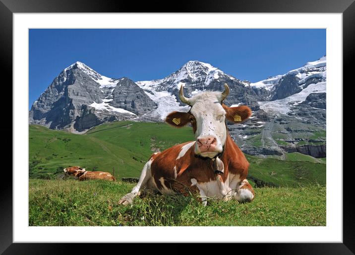 The Eiger and Alpine Cow, Switzerland Framed Mounted Print by Arterra 