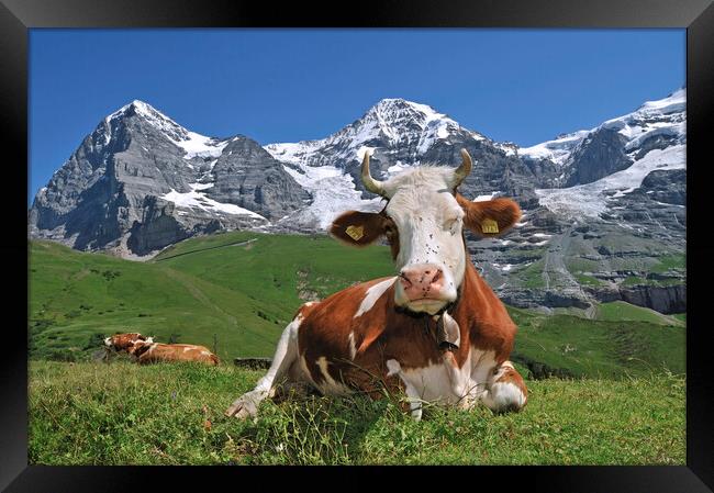 The Eiger and Alpine Cow, Switzerland Framed Print by Arterra 