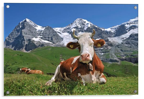 The Eiger and Alpine Cow, Switzerland Acrylic by Arterra 