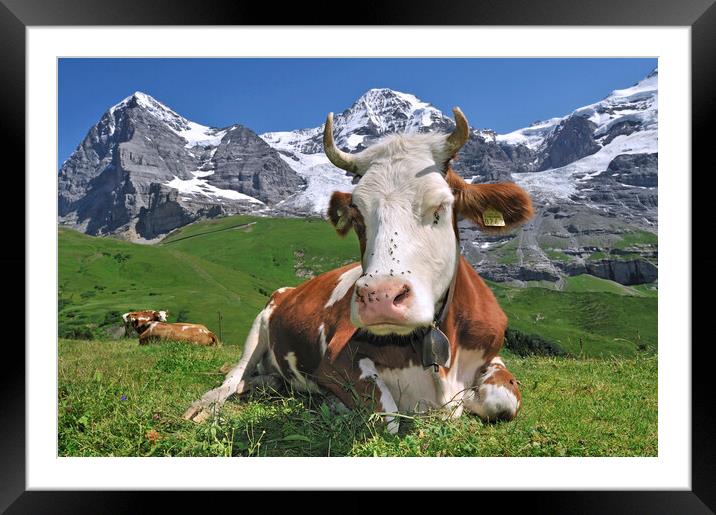 Swiss Cow in the Alps Framed Mounted Print by Arterra 