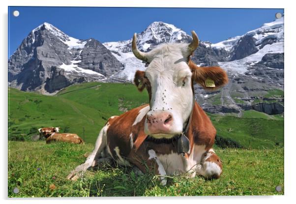Swiss Cow in the Alps Acrylic by Arterra 
