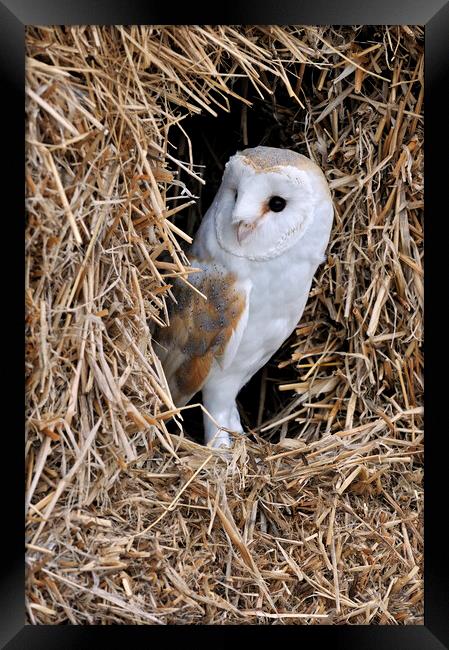 Barn Owl Framed Print by Arterra 
