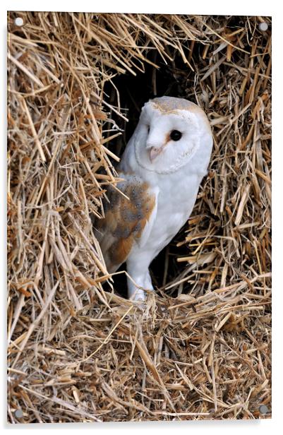 Barn Owl Acrylic by Arterra 