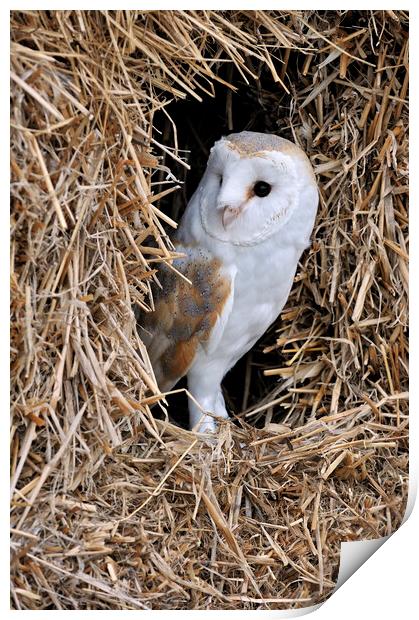 Barn Owl Print by Arterra 