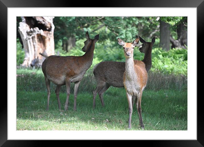 Deer in Richmond Park Framed Mounted Print by Lise Baker
