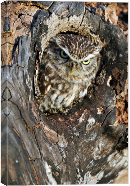 Little Owl in Tree Canvas Print by Arterra 