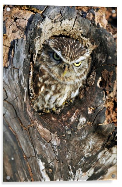 Little Owl in Tree Acrylic by Arterra 
