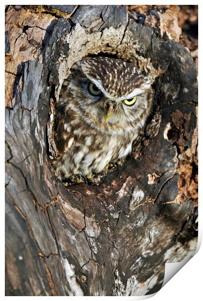 Little Owl in Tree Print by Arterra 