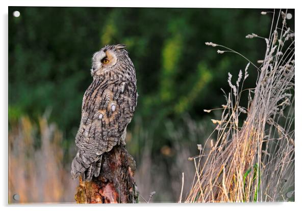 Long-Eared Owl Acrylic by Arterra 