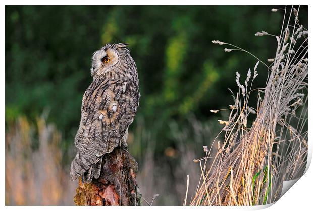 Long-Eared Owl Print by Arterra 